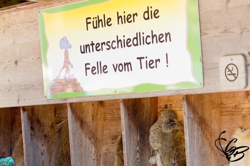 Waldwipfelweg - atemberaubender Ausblick auf den Bayerischen Wald - Tanja's Everyday Blog
