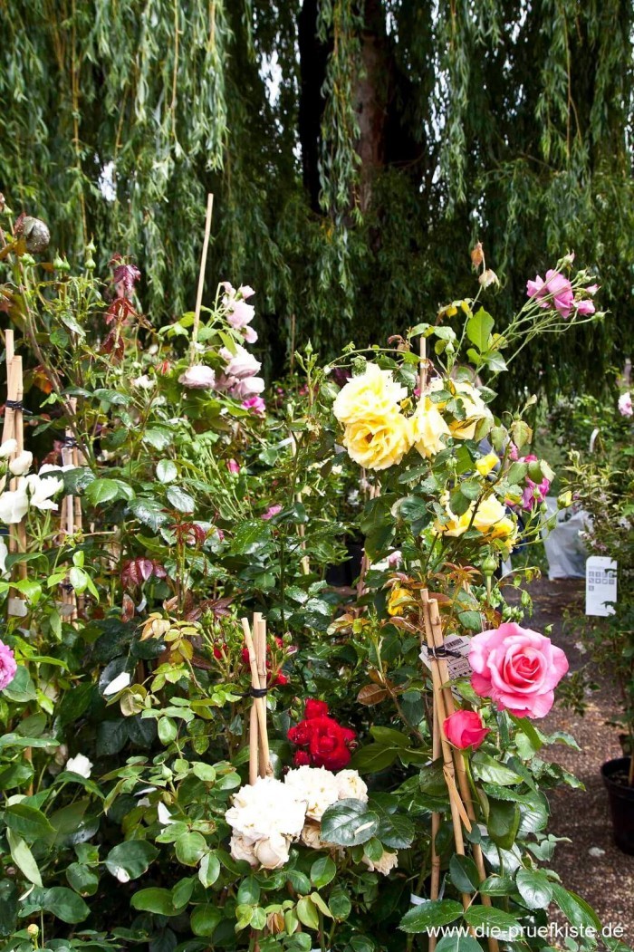 Gastbeitrag über den Rosenmarkt in Waiblingen