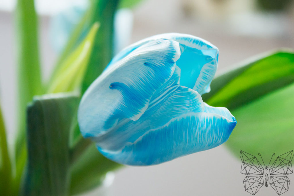 DIY Blumenfärben Tanja's Everyday Blog (6 von 9)